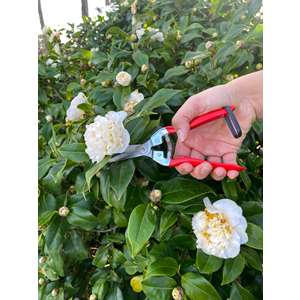 Thinning Pruner - Stainless Steel