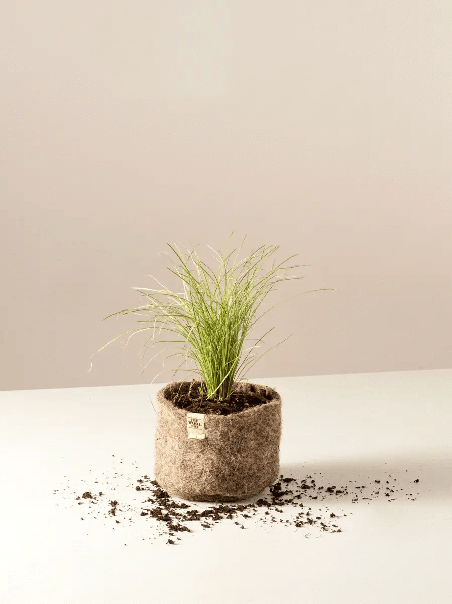The Wool Pot - 3 pack