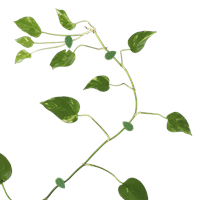 Indoor Plant Wall Clips
