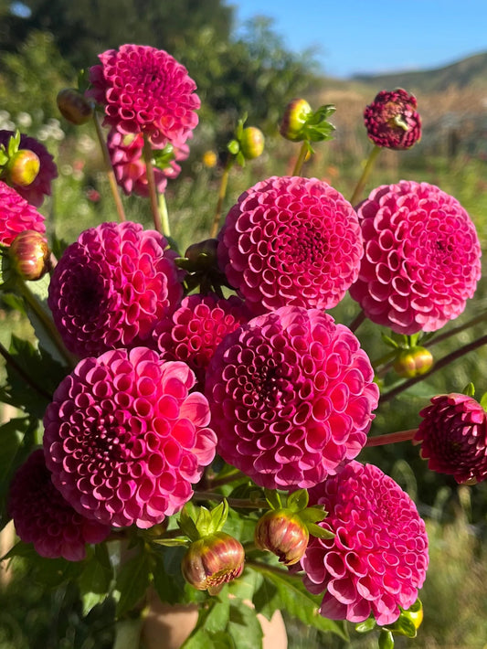 Dahlia - Kokopuff