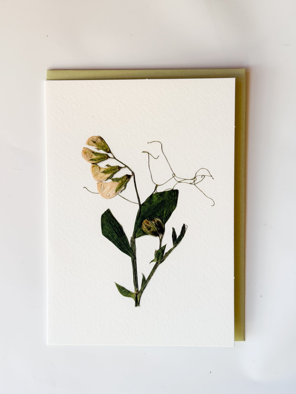 Botanic Press - Sweet Pea Card