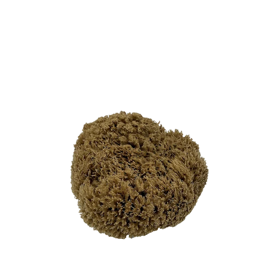 Real World - Sea Sponge - Natural Mediterranean