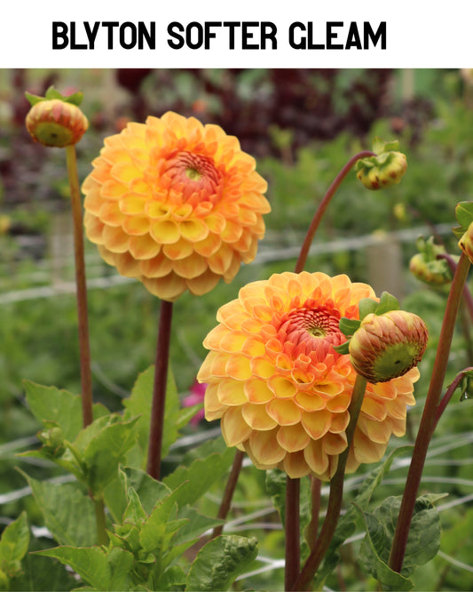 Dahlia - Blyton Softer Gleam