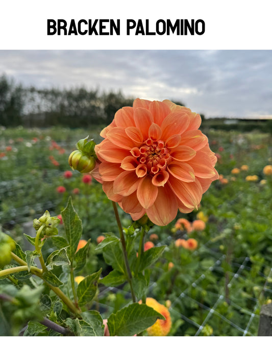 Dahlia - Bracken Palomino