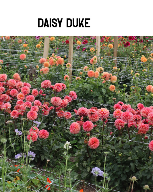 Dahlia - Daisy Duke
