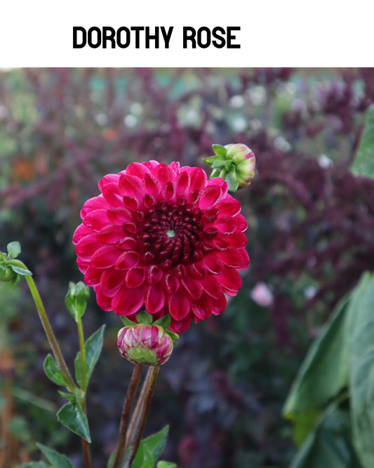 Dahlia - Dorothy Rose