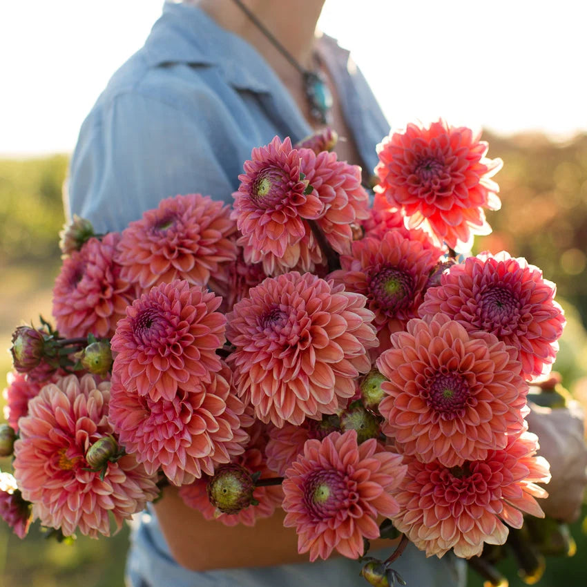 Dahlia - Daisy Duke