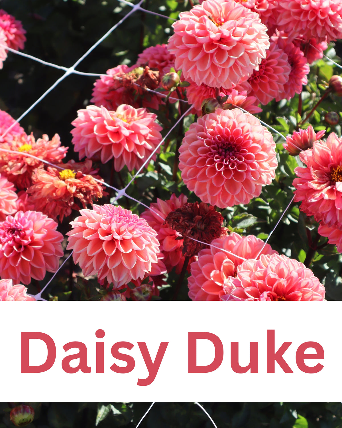 Dahlia - Daisy Duke