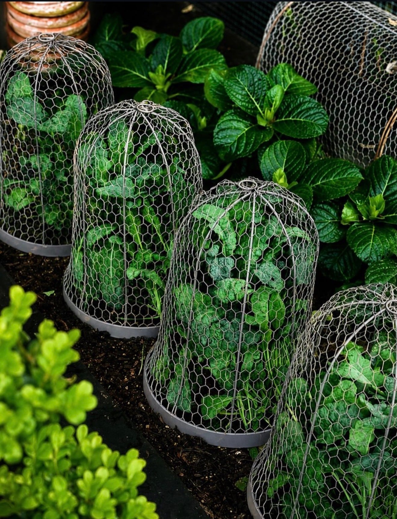 Cloche Wire Dome