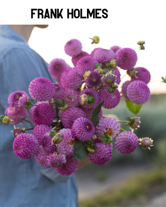 Dahlia - Frank Holmes