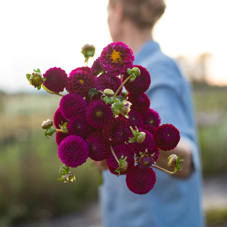 Dahlia - Roccoco