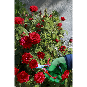 Rose Pruner - Stainless Steel