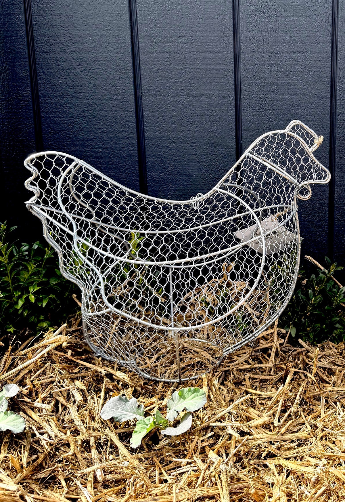Topiary Frame - Chicken