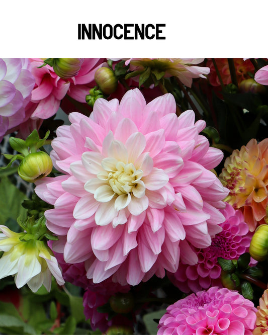 Dahlia - Innocence