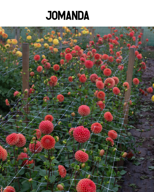 Dahlia - Jomanda