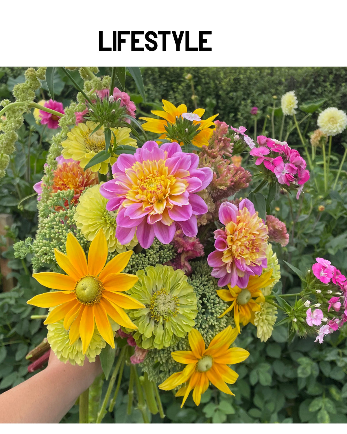 Dahlia - Lifestyle