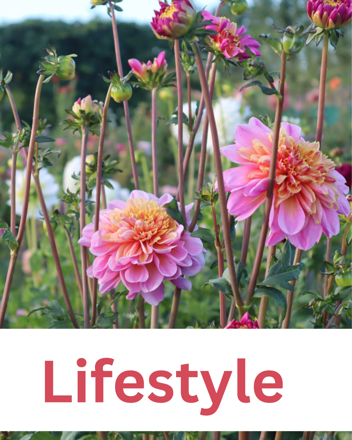 Dahlia - Lifestyle