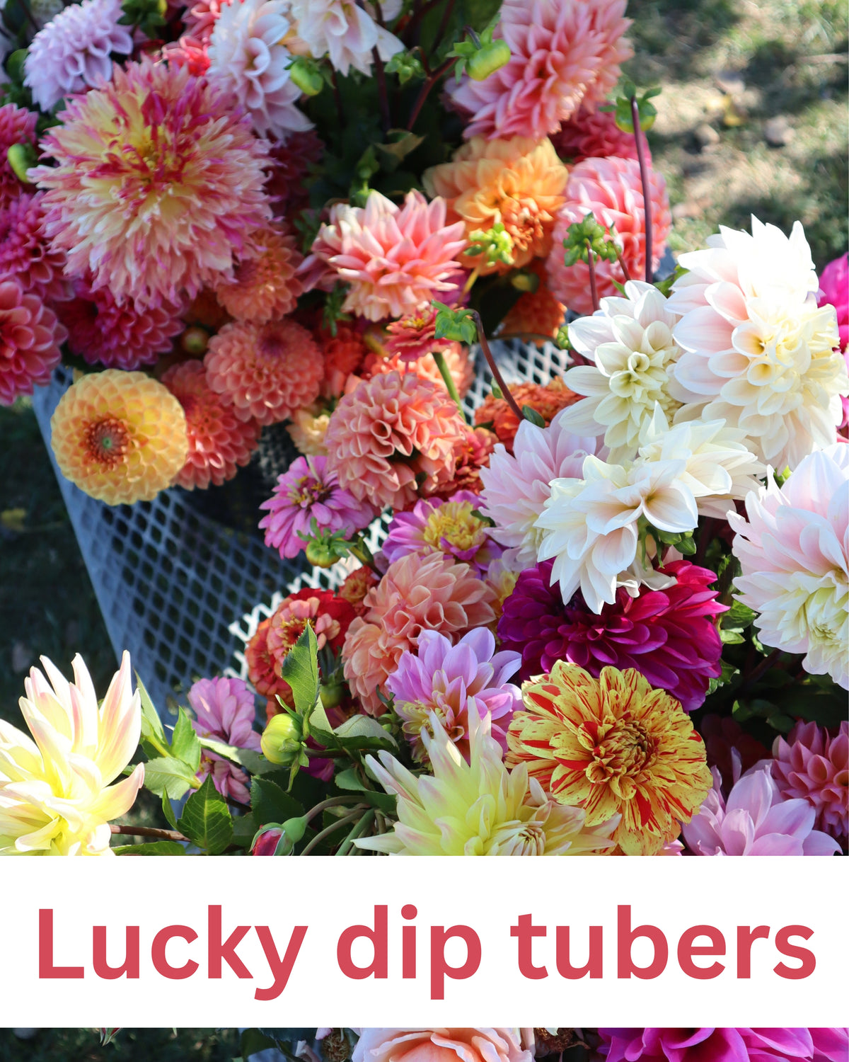 Dahlia - LUCKY DIP