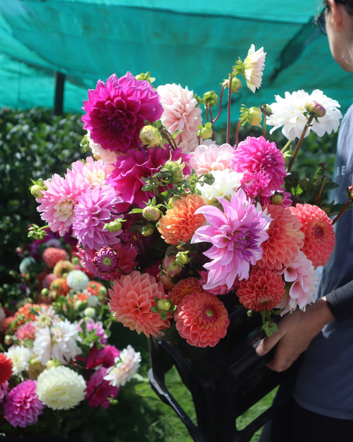 Dahlia - LUCKY DIP