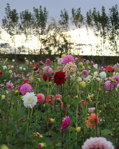Dahlia - LUCKY DIP