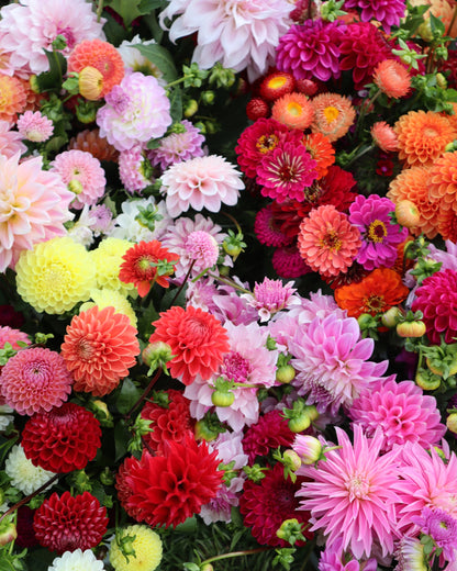 Dahlia - LUCKY DIP