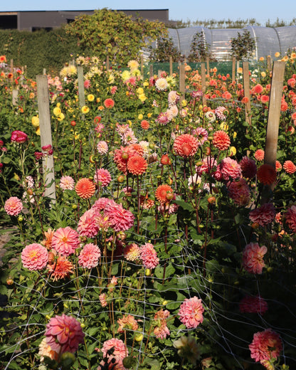 Dahlia - LUCKY DIP