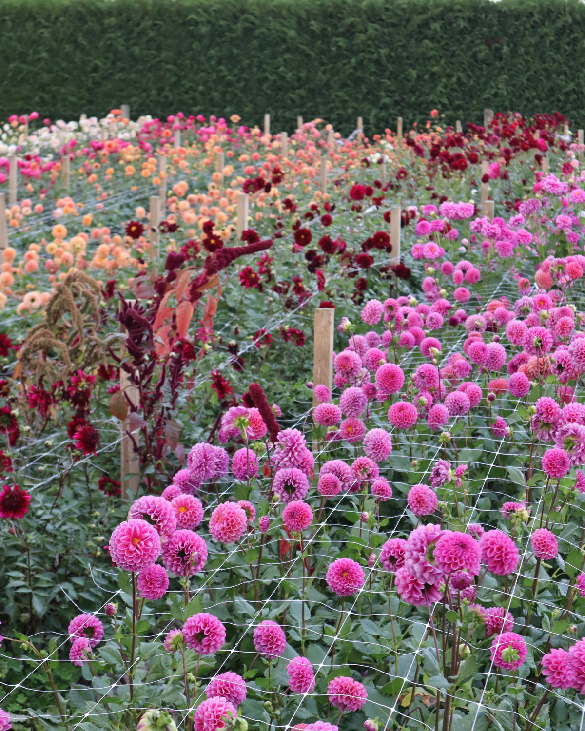 Dahlia - LUCKY DIP