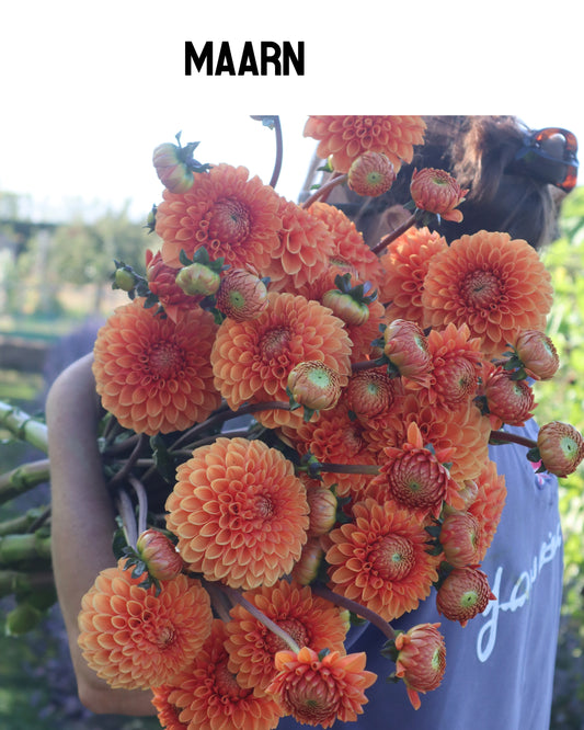 Dahlia - Maarn