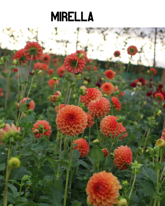 Dahlia - Mirella