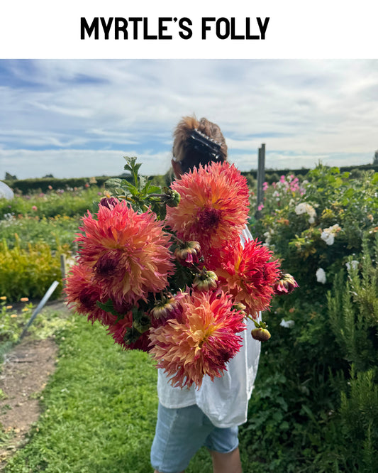 Dahlia - Mrytle's Folly