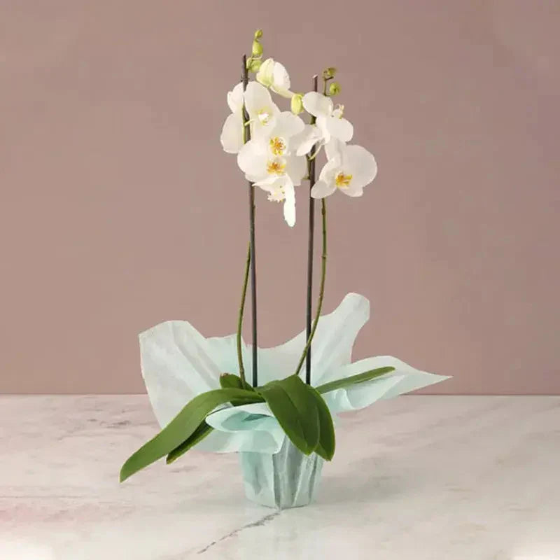 Mothers Day Flowers