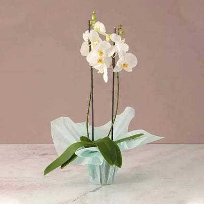 Mothers Day Flowers