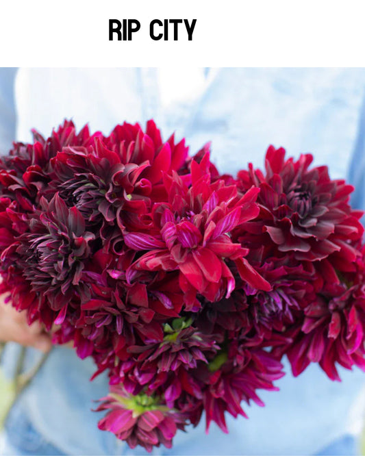 Dahlia - Rip City