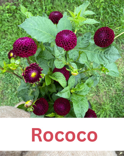 Dahlia - Roccoco