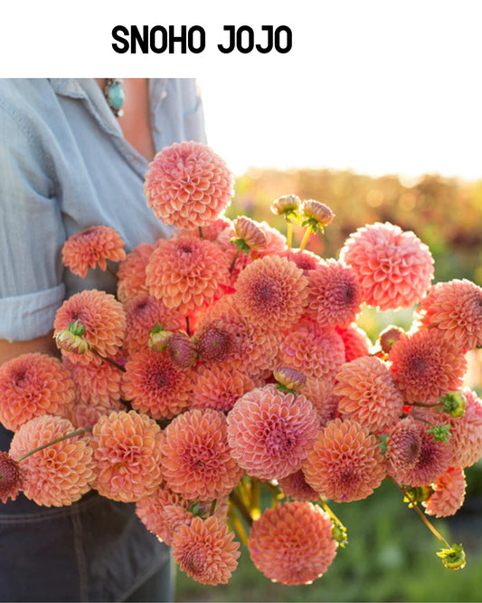 Dahlia - Snoho JoJo