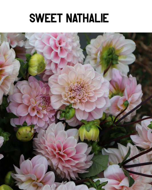Dahlia - Sweet Nathalie