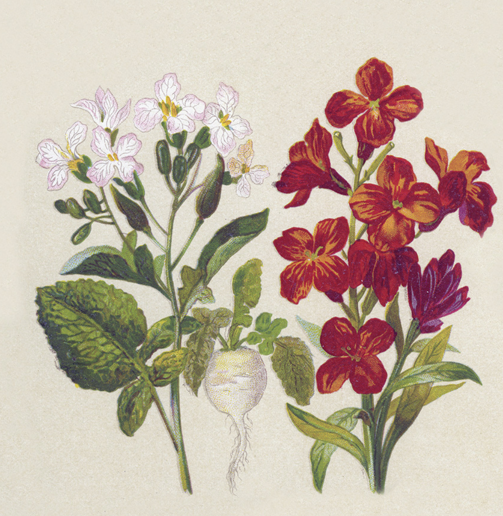 Zito - Luncheon - Naturals and Botanical