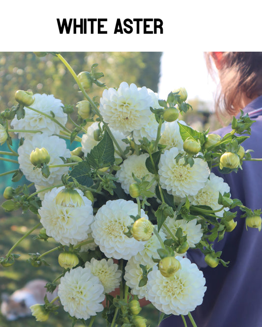 Dahlia - White Aster