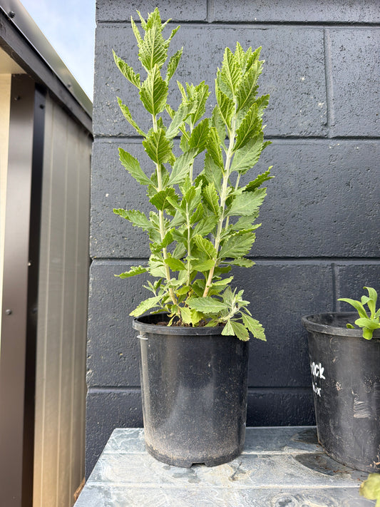 Potted Plants - Various