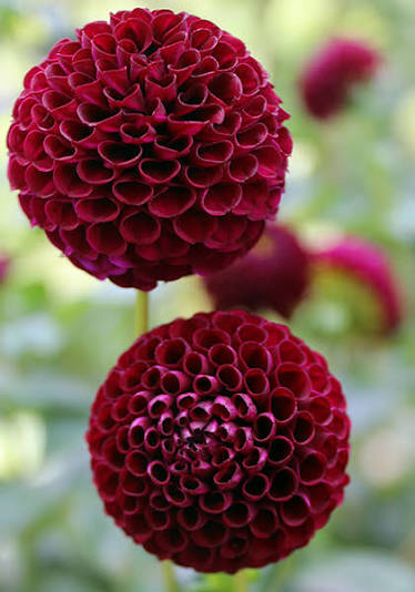 Dahlia - Roccoco